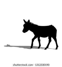 Silhouette of a walking donkey. Donkey and his shadow. Isolated vector illustration. Close-up. Isolated background. Black color.