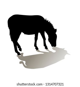 Silhouette of a walking donkey. Donkey and his shadow. Isolated vector illustration. Close-up. Isolated background. Black color.