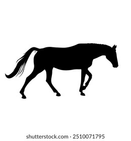 Silhouette of a walking horse. Vector illustration isolated on a white background