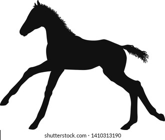 Silhouette of a warmblood foal