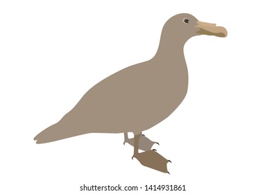 Silhouette of Water Duck on white background. Vector Illustration. EPS10