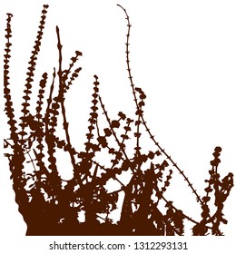 Silhouette of weed grass. Capsella. Isolated vector illustration. Grass in the open air. Close-up. Isolated background. Brown color.