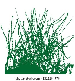 Silhouette of weed grass. Capsella. Isolated vector illustration. Grass in the open air. Close-up. Isolated background. Green color.