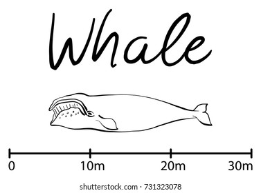 Silhouette of whale, blue whale sea animals isolated black and white vector illustration minimal style