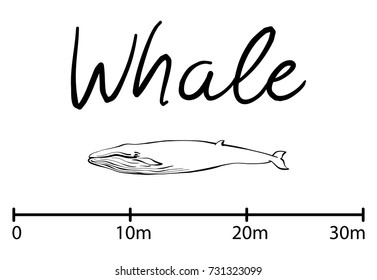 Silhouette of whale, blue whale sea animals isolated black and white vector illustration minimal style
