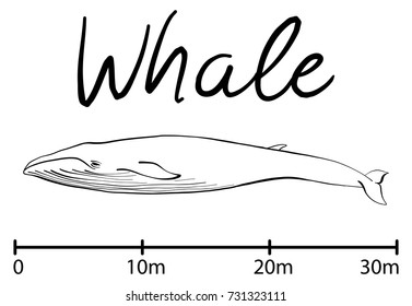 Silhouette of whale, blue whale sea animals isolated black and white vector illustration minimal style