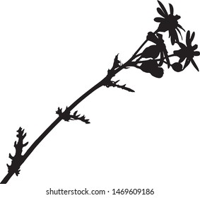 Silhouette of wild aster flowers. Astro family. A branch with two flowers and leaves. Close-up. Poisonous plant. Burian. Medicinal herb. Wild Flower Isolated Vector Illustration Black on White.