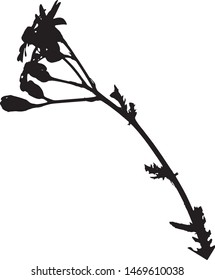 Silhouette of wild aster flowers. Ragwort. A branch with two flowers, buds and leaves. Close-up. Poisonous plant. Burian. Medicinal herb. Wild flower Isolated vector illustration Black on white.