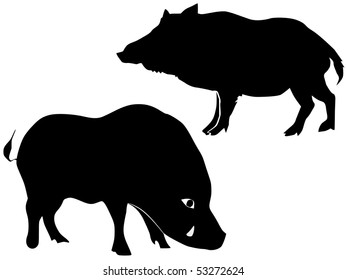 silhouette of wild boar