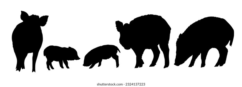 Juego de Silhouette Wild Boar Sus scrofa. Hombres, hembras y lechones de un cerdo salvaje común. Animales vectoriales realistas