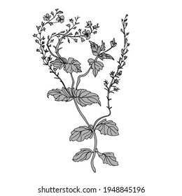 Silhouette of wild field grass with leaves and small flowers isolated on white. Vector eco-friendly floral hand drawn illustration. Design element for postcard, poster, ecology package.