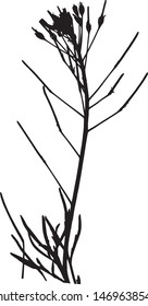 Silhouette of wild flower. Close-up. Grass with thin raised leaves and small flowers. Meadow grass. Spring. Medicinal plant. Burian. Elegant branch. Isolated vector illustration Black on white.