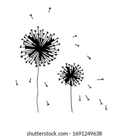 Silhouette of a wild flower, dandelion, black on a white background.Graphic design, vector graphics.