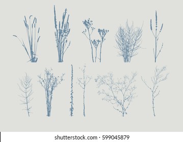 Silhouette of Wild Gass - Vector Illustration