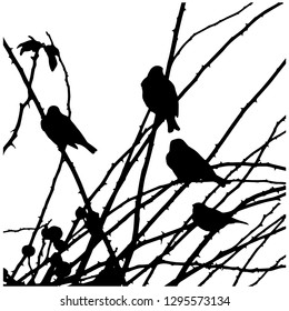 Silhouette. Winter. Branches without leaves. Group of sparrows on the branches. Isolated vector drawing. Illustrator 10. Close-up. Isolated background.