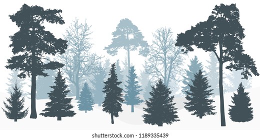 Silhouette Of Winter Snowy Forest (trees). 