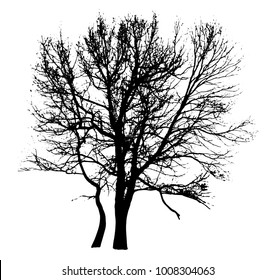 Silhouette of winter tree without leaves on plain white background isolated clip art vector illustration