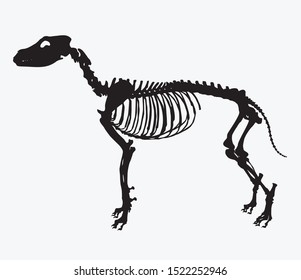 silhouette of a wolf animal skeleton vector illustration