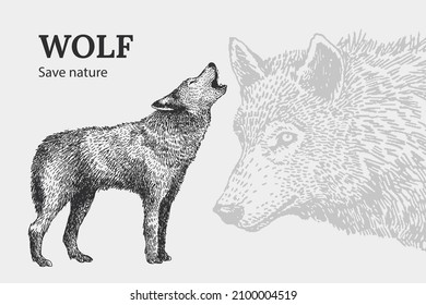 The silhouette of a wolf. A sketch in vintage style. Wildlife, forest animal in vintage style. Vector illustration.