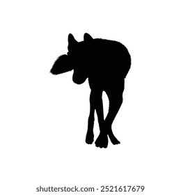 Silhouette eines Wolfs, der seinen Kopf mit gekreuzten Beinen umdreht, einzeln auf weißem Hintergrund.