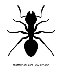 Silueta de una hormiga negra trabajadora. Icono vectorial o emblema de un insecto doméstico aislado en un fondo blanco