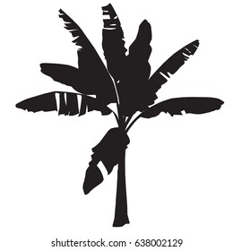 Silhouette of a young banana tree in the vector image on a white background