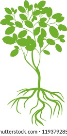 Silhouette of young deciduous tree with green crown and root system on white background