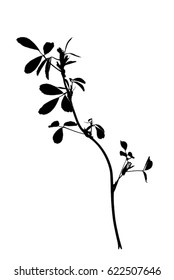 Silhouette of young lucerne plant isolated on white
