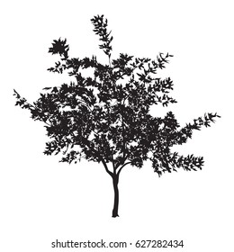Silhouette of a young plane tree with leaves on a white background