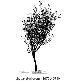 Silhouette of the young tree quince ordinary (Cydonia oblonga L.), summer, with foliage, black vector image on white background