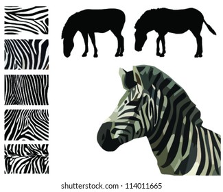 Silhouette of a zebra and detailed skin-vector