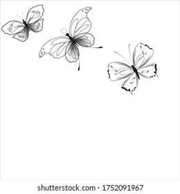 silhouette,beautiful butterflies, isolated on a white