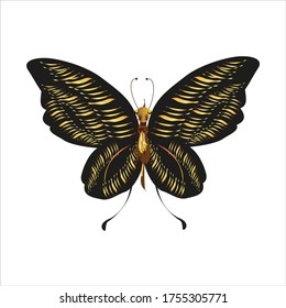 silhouette,beautiful butterflies, isolated on a white