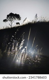 silhouetted hillside with grass and tree