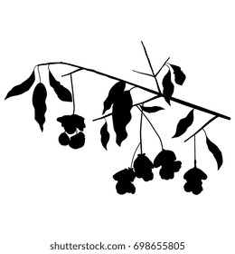 Silhouetted illustration of a European spindle tree bough. Autumn wildlife motif. Isolated black on white. svg