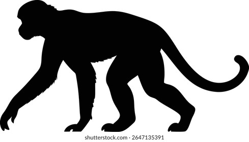 A silhouetted image depicting a walking monkey in black color on a white background