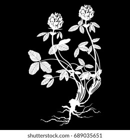 Silhouetted image of a red clover. Wild meadow flower. White on black background. Floral motif, element for design.