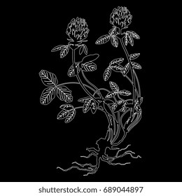 Silhouetted image of a red clover. Wild meadow flower. White linear outlines on black background. Floral motif, element for design.