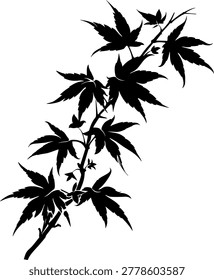 Silhouetted Maple Branch: An elegant silhouette of a maple branch against a pristine background, showcasing the intricate detail of its leaves. A serene portrayal of natural grace and form.