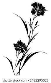 Silhouetted Oleander branch with blossoming flower buds against a white backdrop