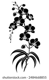 Silhouetted orchid branch with distinctive thick leaves in black, Perfect for Poster, Cards and Pattern