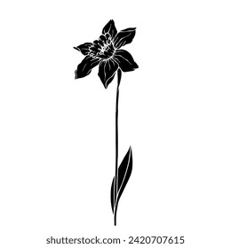 Silhouette,doodle of spring daffodil flower.Vector graphics.