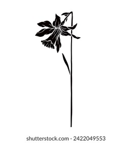 Silhouette,doodle of spring daffodil flower.Vector graphics.