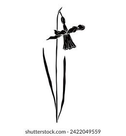 Silhouette,doodle of spring daffodil flower.Vector graphics.