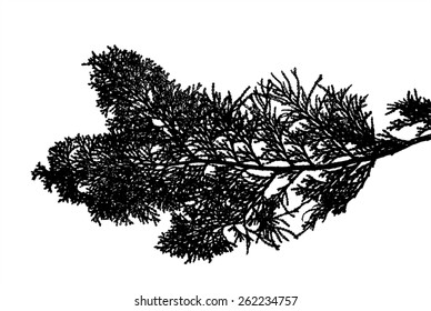 Silhouette-of-thuja-twig-isolated-on-white