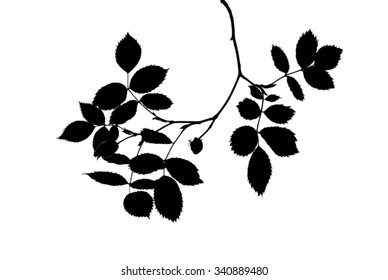 Silhouette-of-twig-of-dog-rose-with-fruits-isolated-on-white
