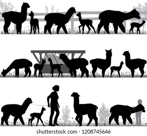 Silhouettes of alpacas and its cubs outdoors