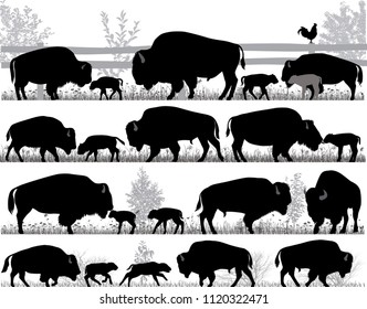 Silhouettes of american bison, or buffalo, outdoors