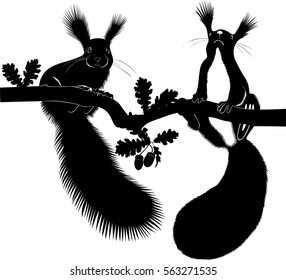silhouettes of animal squirrel isolated on white background
