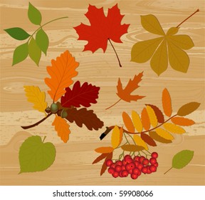 Silhouettes of autumn leaves. All elements and textures are individual objects. Vector illustration scale to any size.